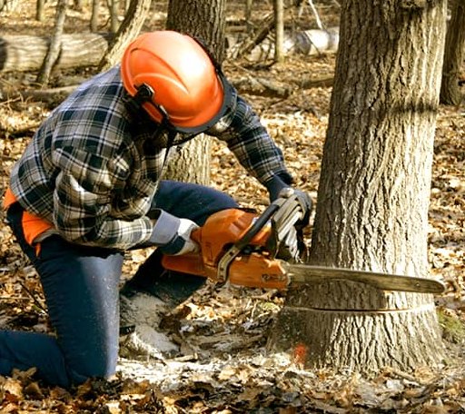 Tree Removal in Wortham, TX